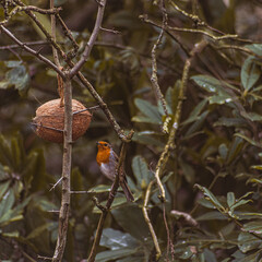 Winter Robin eating from a coconut
