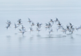 Fototapeta premium A slow shutter motion blur photograph of Black-headed gulls flying at Tubli bay, Bahrain