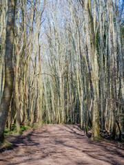 Obraz premium winter woodland path