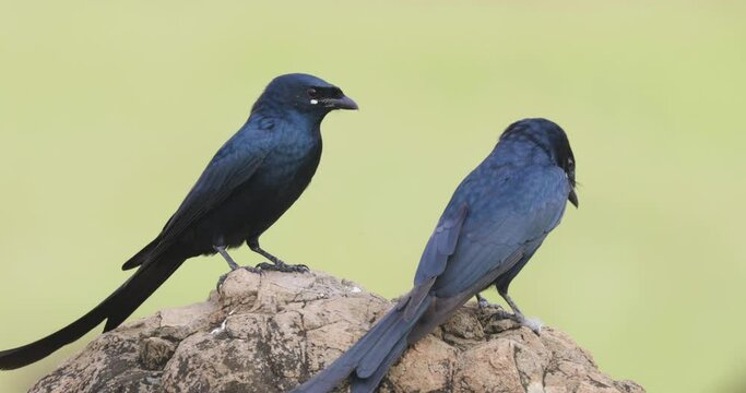 Pair of drongos sit on a rock trying to sing a duet song celebrating courtship on a monsoon morning