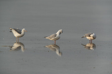 Slender-billed gulls at Busaiteen coast of Bahrain