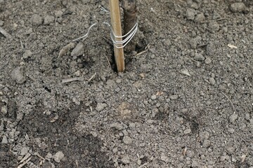 Close-Up a trees base just planted and Tie by rope.