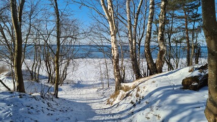 Winter landscape with snow, birch, pine and wooden path in sunny winter day. Panoramic view of a coniferous forest with a path near the sea shore against the blue sky.