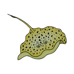  Electric Stingray is a sea animal. Vector stock illustration eps10. Isolate on white background
