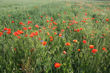 Red poppy flowers in the summer field. Beautiful red wildflowers.