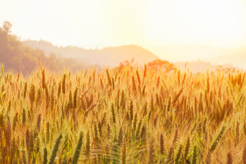 Obraz premium Barley in the golden-yellow farm is beautiful and waiting for harvest in the season.
