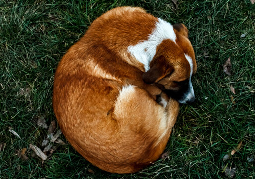 red, sad dog in the green grass