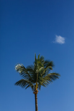 Palm Tree against a bright blue sky