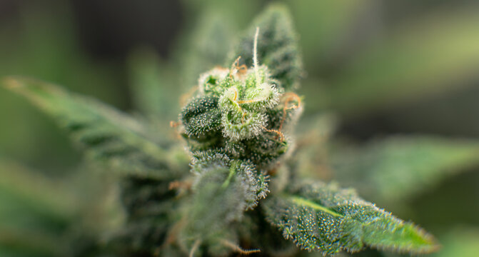 Growing medical marijuana indoor in camera shifting  effect. Big