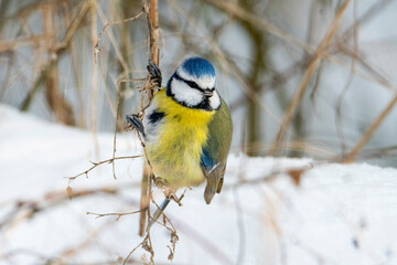 Sikora modra w trakcie żerowania zimą. Portret kolorowego ptaka w trzcinach. Modraszka w czasie zimy