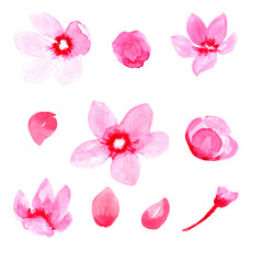 Fototapeta na wymiar Watercolor, Sakura, Branch, Flower, SAKURA Pink, Pink flower, Rose petal, Cherry, Watercolor flower.