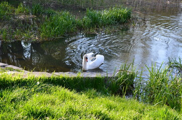 łabędź niemy przy murku na parkowym stawie w lecie, Cygnus olor © Ewa