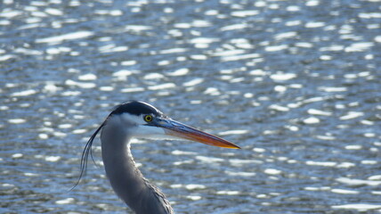 Great Blue Heron