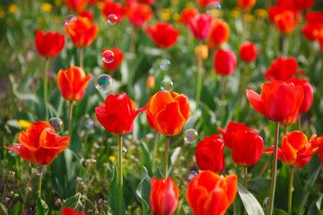 The tulip blossom in the garden in spring