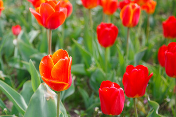 The tulip blossom in the garden in spring