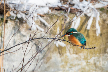 Zimorodek na gałęzi czekający na swoją zdobycz. Kolorowy ptak polujący na ryby przez cały rok.  - obrazy, fototapety, plakaty
