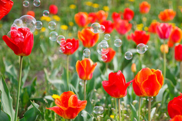 The tulip blossom  with the soup bubbles  in the garden in spring