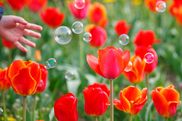 The tulip blossom with the soup bubbles and the child hand in the garden in spring