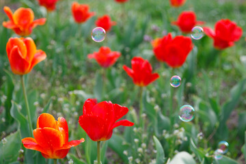 The tulip blossom  with the soup bubbles  in the garden in spring