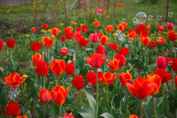 The tulip blossom  with the soup bubbles  in the garden in spring