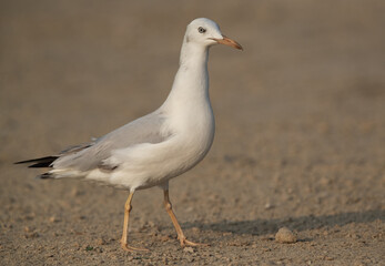 Portrait of a Slender-billed gull at Busaiteen coast of Bahrain