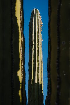 Huge Cactuses on a blue sky