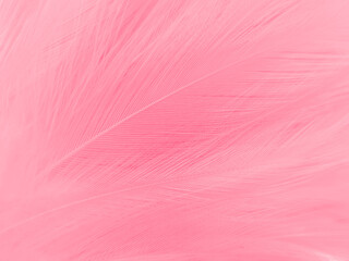 Beautiful abstract light pink feathers on white background,  white feather frame texture on pink texture pattern, pink background, love theme wallpaper and valentines day