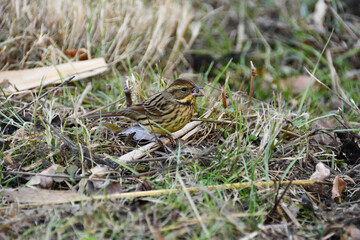 冬の草むらで餌をついばむアオジ（メス）