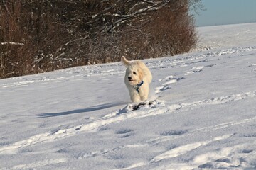 Sechs Monate alter Goldendoodle im tiefen Schnee