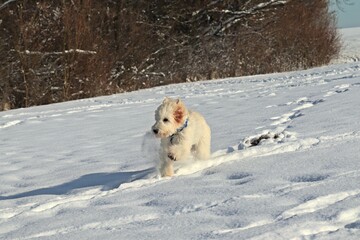 Sechs Monate alter Goldendoodle im tiefen Schnee