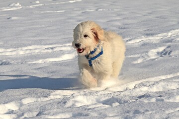 Sechs Monate alter Goldendoodle im tiefen Schnee