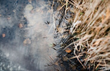 reflection of wild flowers in a puddle of water in winter