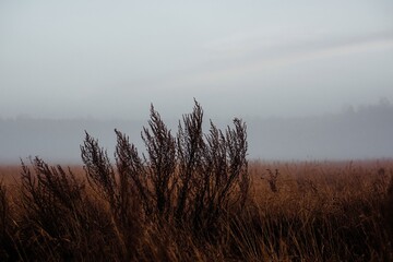 wild flowers and plants in a meadow covered in fog in winter at sunset