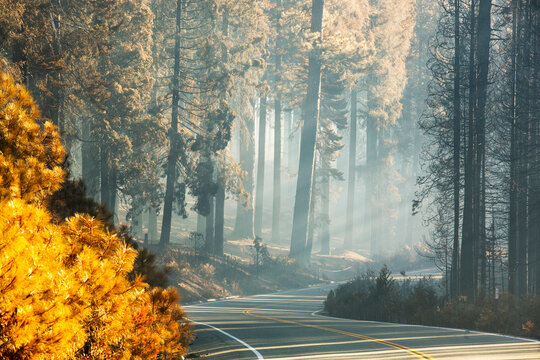 Shafts of sunlight highlight the smoke from the King Fire that burned 97,717 acres of the El Dorado National Forest in California, USA. Following an unprecedented four year long dr