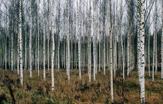 Forest of Silver Birch trees in Sweden in winter