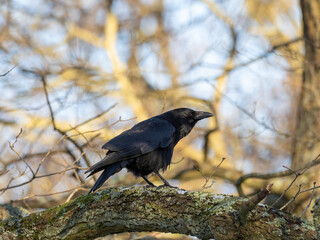 Carrion Crow Perched on a Branch