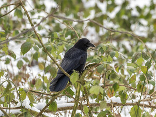 Carrion Crow in the Snow