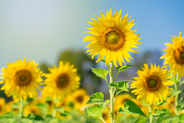 Close up of Sunflower field with high resolution files