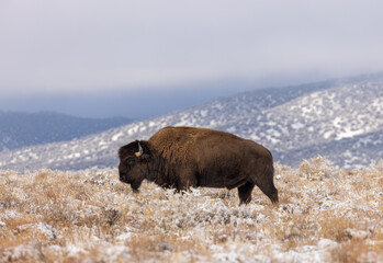 Bison Bull in a Winter Landscape in Northern Arizona
