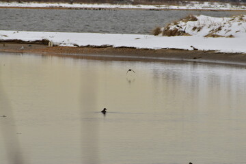 Ducks on the  river