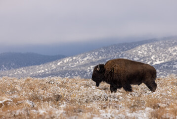 Bison Bull in a Winter Landscape in Northern Arizona