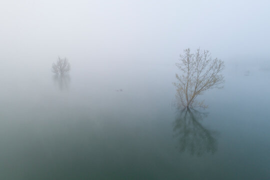 Trees and fog from aerial view