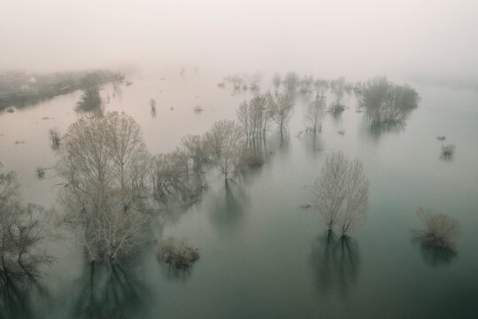 Trees and fog from aerial view