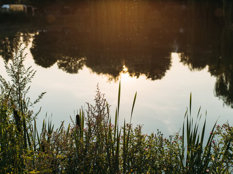 Canva Reflection of Silhouette Trees in Lake Against Sky at Sunset