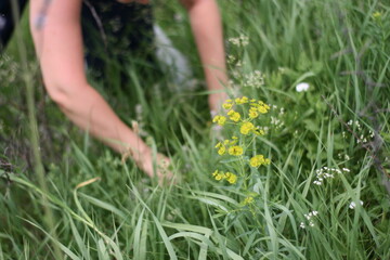 hand collecting medicinal herbs in meadows in the summertime