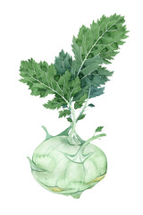 Isolated watercolor kohlrabi head of cabbage with green leaves on white background