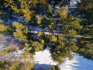 Photo from the height of the pine forest in the mountains in winter