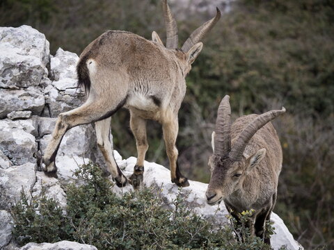 Male Hispanic Ibex (Capra Pyrenaica) Torcal de Antequera, Spain.