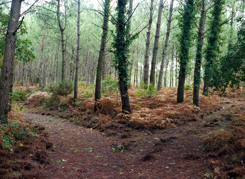 Forests of coastal Seignosse in France, on film