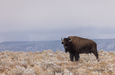 Bison Bull in a Winter Landscape in Northern Arizona